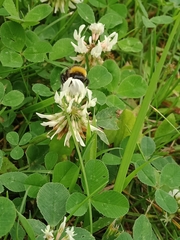 Bombus