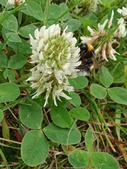 Bombus