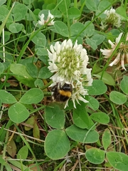 Bombus