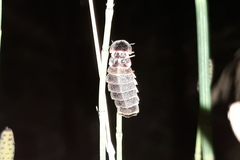 Lampyris noctiluca