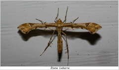 Platyptilia