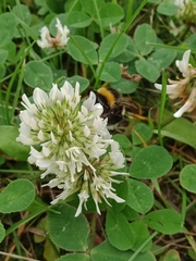 Bombus