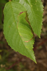 Lyonetia clerkella