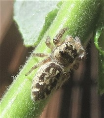 Pelegrina aeneola
