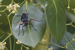 Gnamptopelta obsidianator