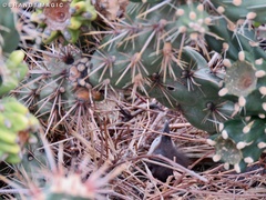 Toxostoma curvirostre