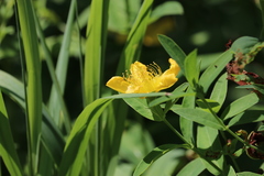 Hypericum ascyron