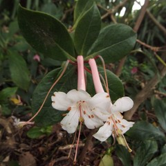 Angiospermae