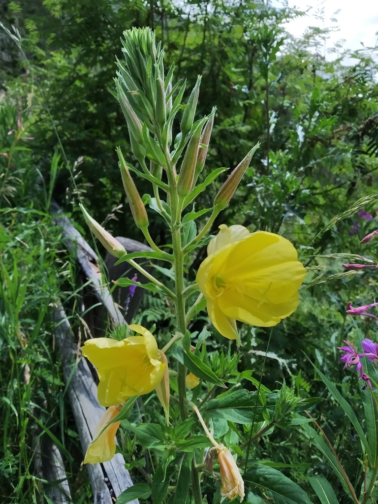 Oenothera glazioviana, 39030 Perca BZ, Italia