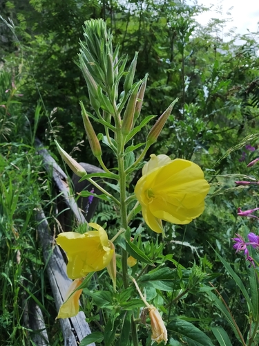 Oenothera glazioviana