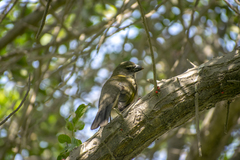 Saltator striatipectus
