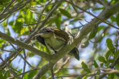 Saltator striatipectus