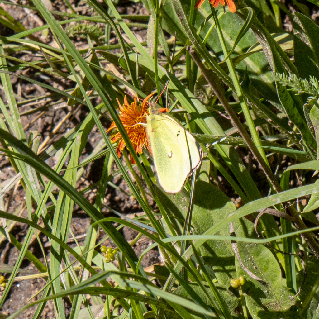 Scudder's Sulphur