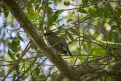 Saltator striatipectus