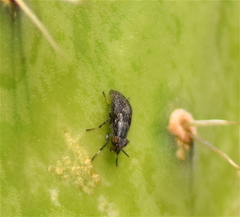 Stictomyia longicornis
