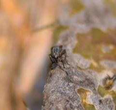 Stictomyia longicornis