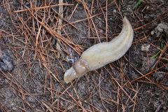 Limax cinereoniger