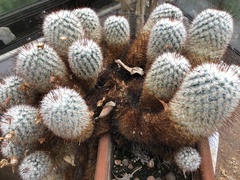 Mammillaria bombycina
