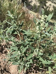 Chenopodium atrovirens