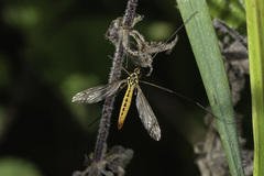 Nephrotoma appendiculata