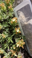 Teucrium montanum jailae