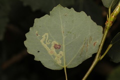 Aulagromyza tremulae