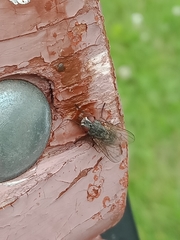 Calliphora