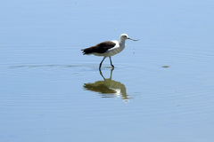 Recurvirostra andina