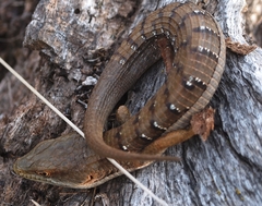 Elgaria multicarinata multicarinata