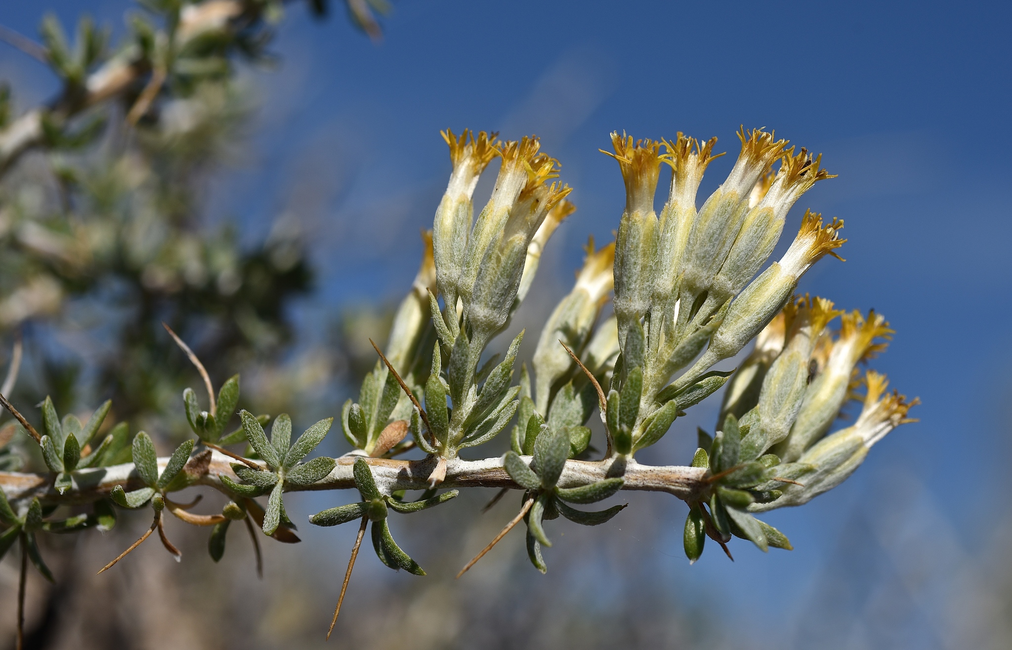 Tetradymia nuttallii