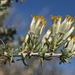 Tetradymia nuttallii - Photo (c) lonnyholmes, alguns direitos reservados (CC BY-NC), enviado por lonnyholmes