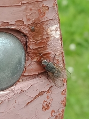 Calliphora