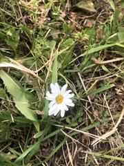 Leucanthemum vulgare