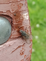 Calliphora