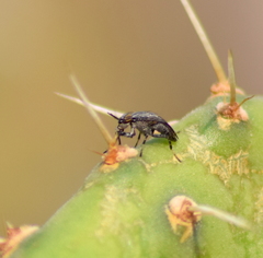 Stictomyia longicornis