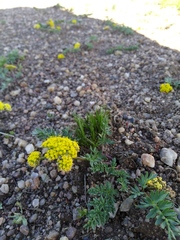 Lomatium cous
