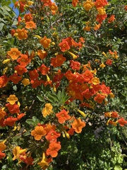Streptosolen