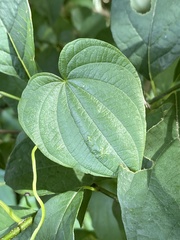 Dioscorea villosa