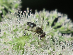 Leucozona laternaria