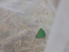 Callophrys affinis