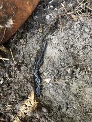 Plethodon mississippi