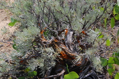 Artemisia rigida
