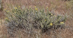 Tetradymia nuttallii