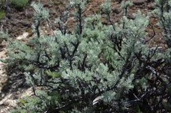 Artemisia rigida