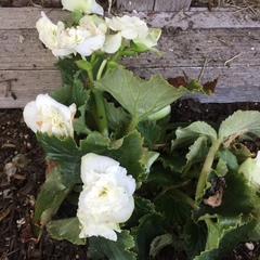 Begonia × tuberhybrida