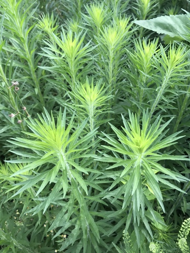 Canadian fleabane (Conyza canadensis)