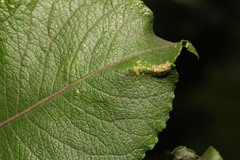 Phyllonorycter salicicolella