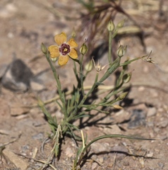 Linum puberulum