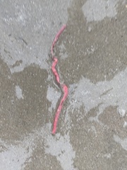 Tubulanus