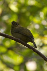 Antilophia galeata